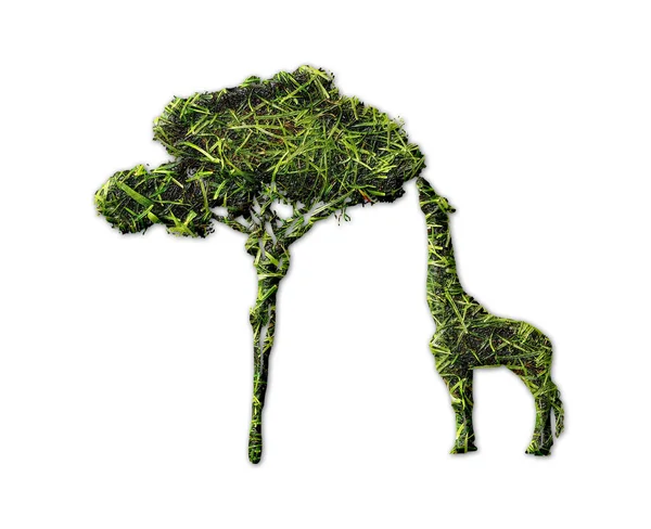 Shape Giraffe Eating Tree Grass Texture Isolated White Background — Stock Photo, Image