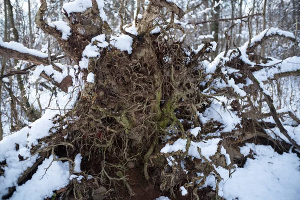 Tiro Perto Toco Árvore Floresta Inverno — Fotografia de Stock