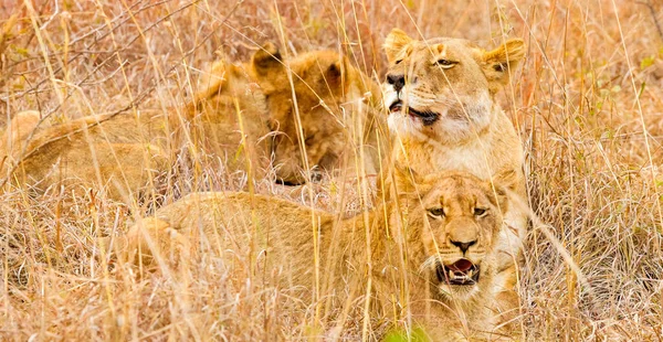 Hermoso León Africano Mintiendo Rugiendo Descansar Sudáfrica — Foto de Stock