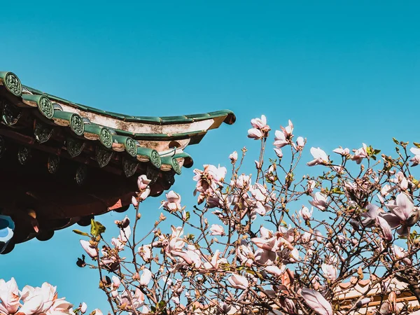 中国の塔の近くの桜の美しい景色 — ストック写真