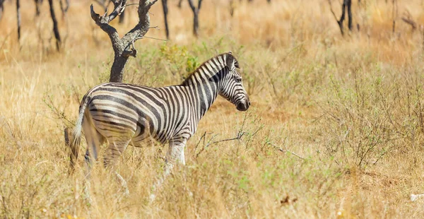 Güneşli Bir Günde Tarlada Bir Zebra — Stok fotoğraf