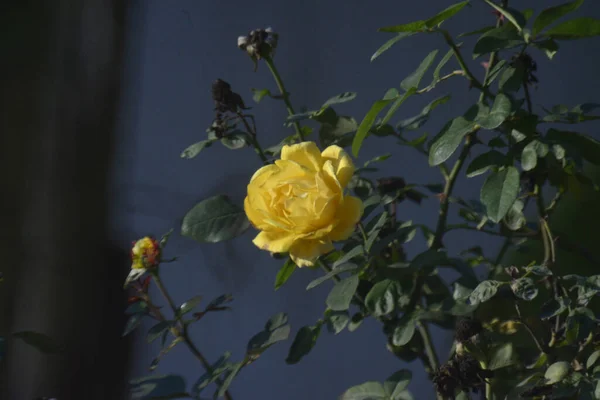 Żółta Róża Rosnąca Krzewie Zamazanym Tłem — Zdjęcie stockowe