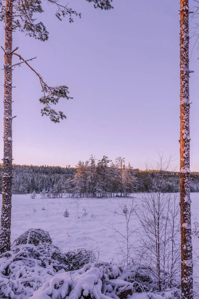 Vertical Shot Beautiful Winter Landscape Snow Covered Frosty Trees Clear — Stock Photo, Image