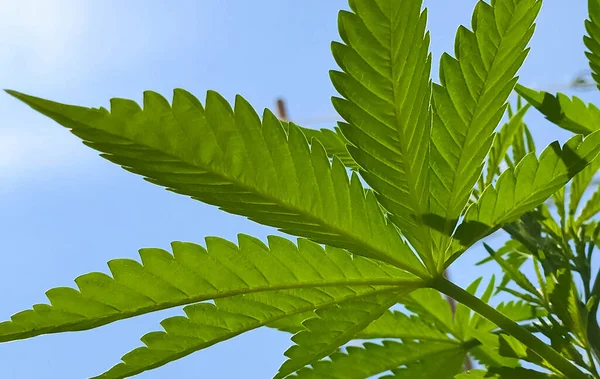 Bild Grön Medicinsk Marijuana Cannabis Som Växer Trädgården — Stockfoto