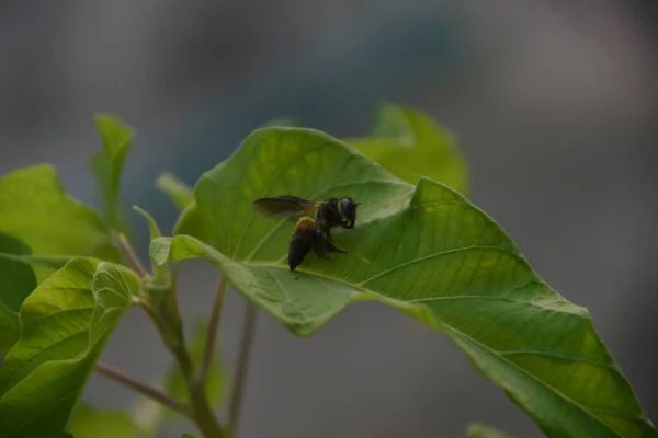Egy Közeli Kép Egy Méhről Zöld Levélen Elmosódott Backgrouval — Stock Fotó