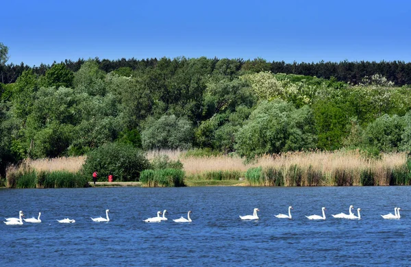 Grupo Cisnes Flutuando Lago — Fotografia de Stock