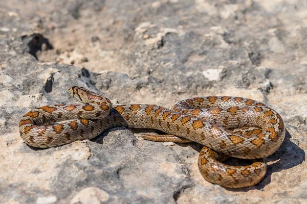 Macro Shot Body Skin Head Adult Leopard Snake European Ratsnake — Stock Photo, Image