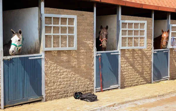 Una Vista Caballos Establo Rancho —  Fotos de Stock