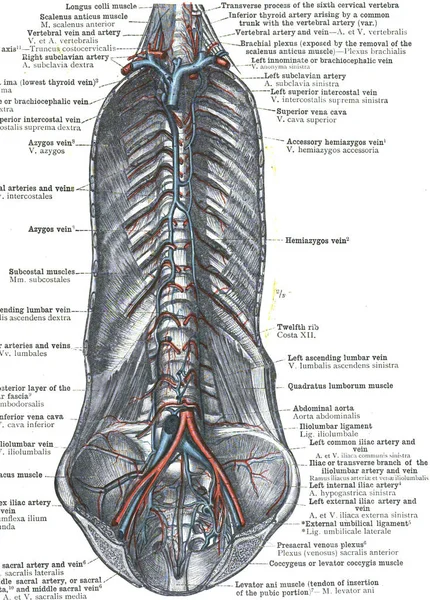 Zbliżenie Strony Atlasu Ludzkiej Książki Anatomii — Zdjęcie stockowe