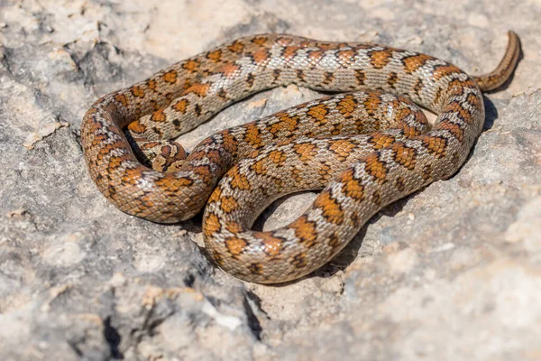 Plan Macro Corps Peau Tête Serpent Léopard Adulte Une Couleuvre — Photo