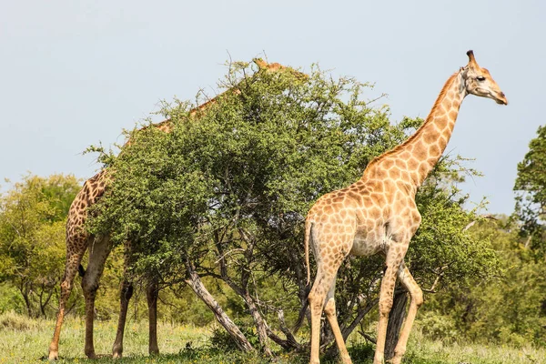 Due Giraffe Vicino All Albero Campo — Foto Stock