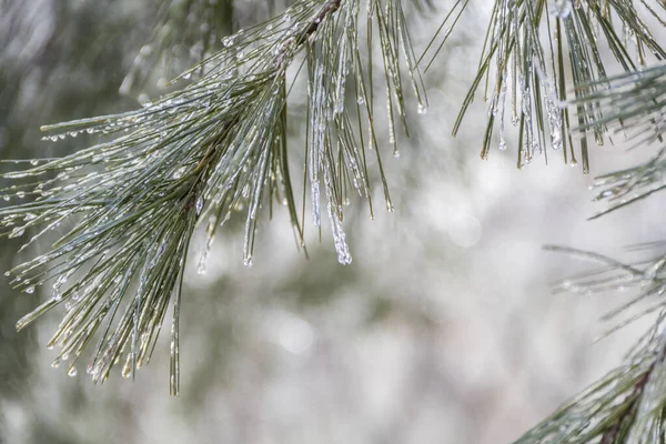 Kazanılan Donmuş Bir Çam Ağacının Yakın Çekimi — Stok fotoğraf