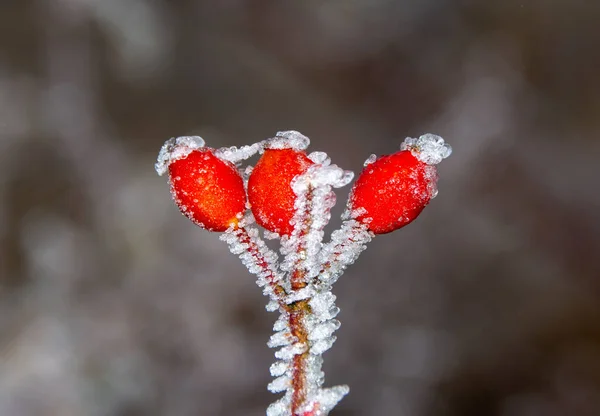 Ein Selektiver Fokus Der Roten Hagebutten Kristallklarem Frost Morgen — Stockfoto
