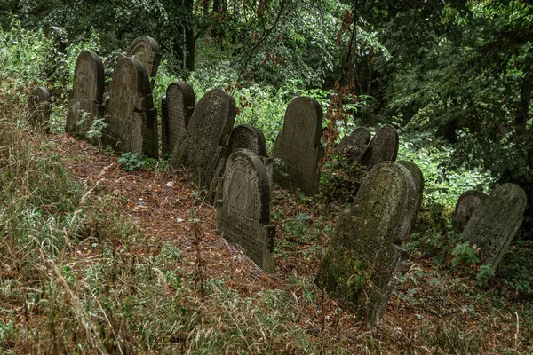 Horizontal Shot Old Jewish Cemetery Trees Ground Covered Moss Plants — Stock Photo, Image