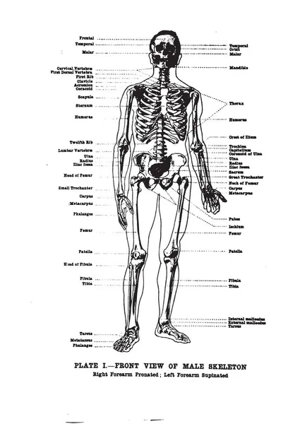 Svislá Anatomická Kresba Text Předního Pohledu Mužskou Kostru Století — Stock fotografie