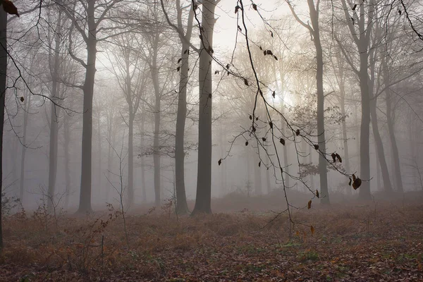 Високі Стовбури Дерев Лісі Похмурий День Ласне Бельгія — стокове фото