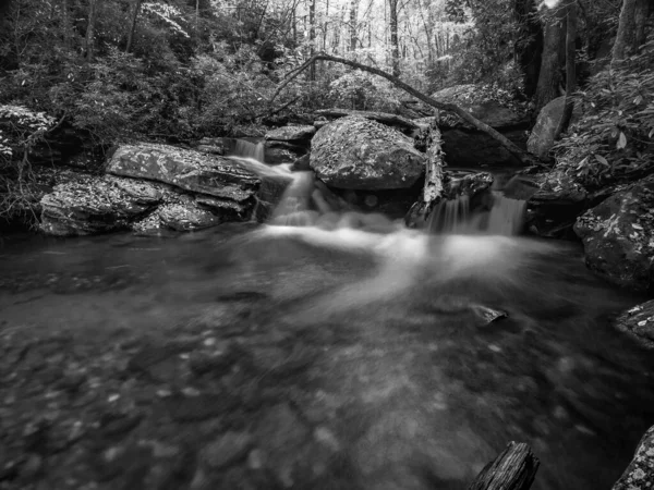 Gråskala Bild Flod Skog — Stockfoto