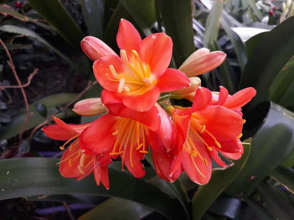 Egy Közeli Felvétel Gyönyörű Bokorvirágokról Egy Virágcserépben — Stock Fotó