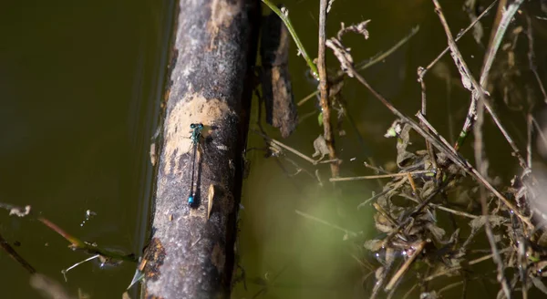 Ein Selektiver Fokus Einer Blauschwanzlibelle Auf Einem Zweig Auf Dem — Stockfoto