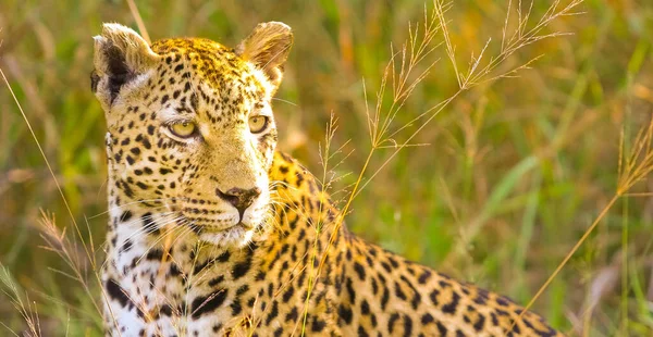 Tiro Enfoque Selectivo Lindo Leopardo Manchado Safari — Foto de Stock