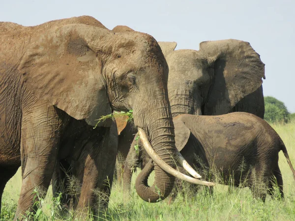 Beau Cliché Groupe Éléphants Sur Champ — Photo