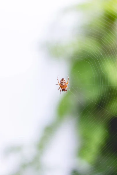 Uma Aranha Uma Teia Aranha Fundo Embaçado — Fotografia de Stock