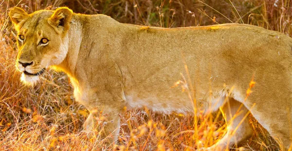 Sebuah Closeup Menembak Singa Betina Berjalan Padang Rumput Yang Cerah — Stok Foto