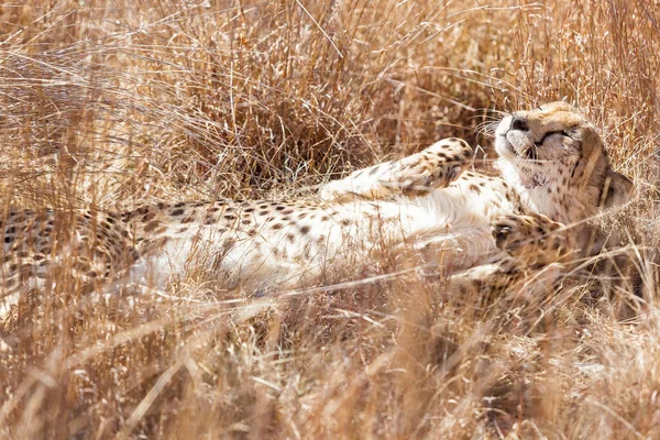 Uyuyan Sevimli Bir Çitanın Safaride Güneşin Tadını Çıkartırken Yakın Çekimi — Stok fotoğraf