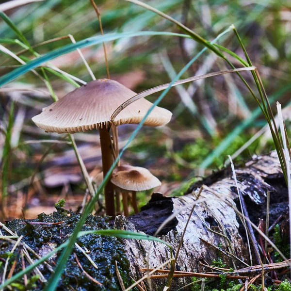 Ytlig Fokusbild Svamp Som Växer Gräsmark Bredvid Björkgren — Stockfoto