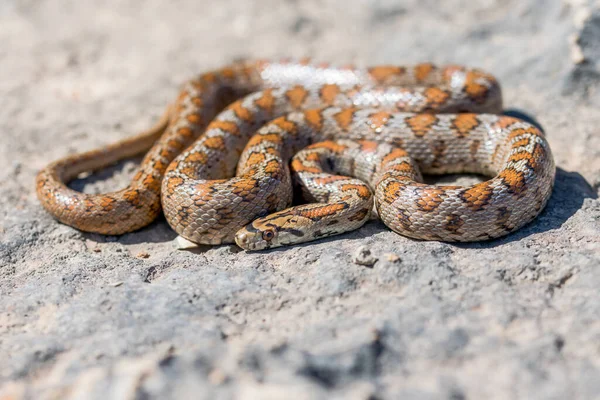 Makró Felvétel Egy Kifejlett Leopárdkígyó Vagy Európai Patkánykígyó Máltai Szigetek — Stock Fotó