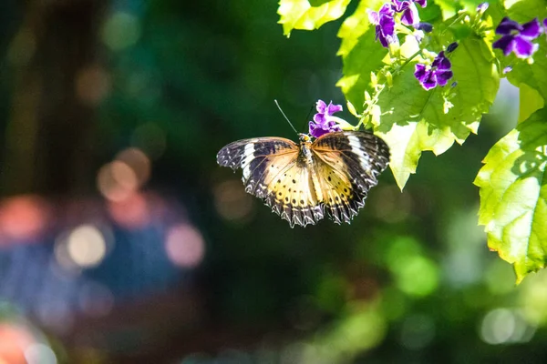 Tiro Close Uma Borboleta Amarelo Preto Uma Flor Roxa Contra — Fotografia de Stock