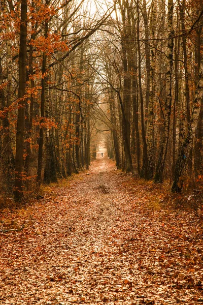Halle Saale Almanya Sonbahar Ormanlarında Yürümek Için Uzun Bir Yol — Stok fotoğraf