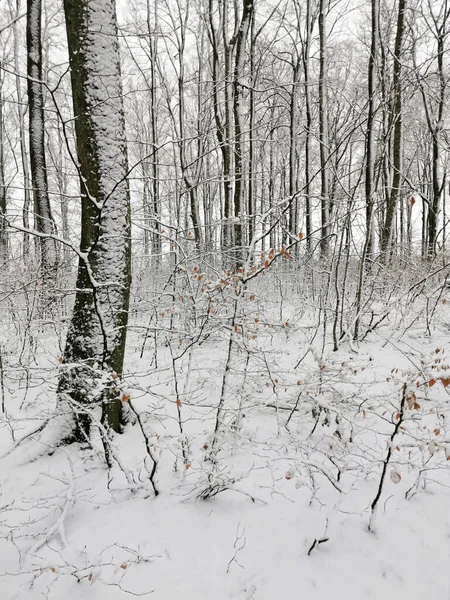 Μια Μαγευτική Λήψη Ενός Όμορφου Χειμερινού Τοπίου Χιονισμένα Δέντρα Στο — Φωτογραφία Αρχείου