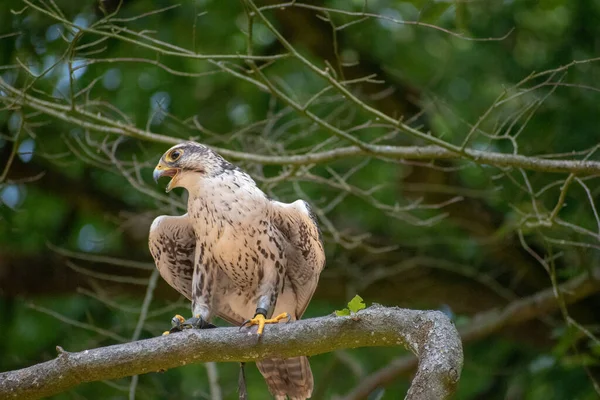 Oiseau Sur Une Branche Arbre Dans Parc Animalier Allemagne — Photo