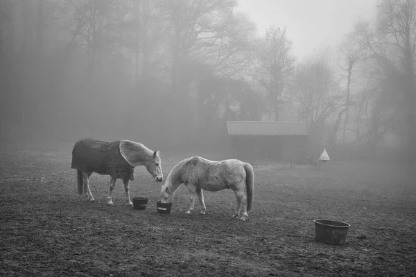 在比利时拉森 在阴郁的一天 一匹灰白色的马在牧场吃草 — 图库照片
