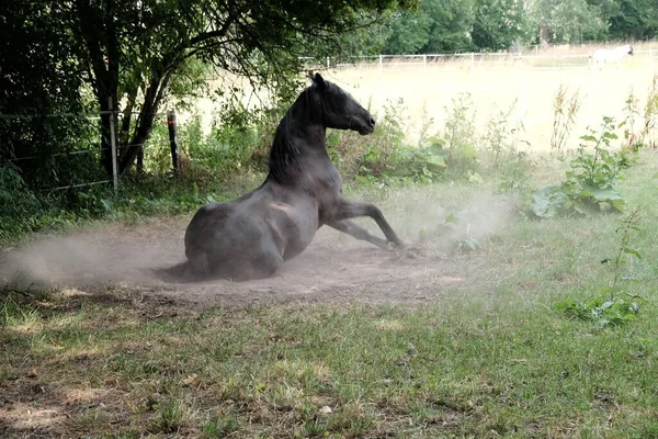 Plan Horizontal Cheval Étalon Noir Endormi Mignon — Photo