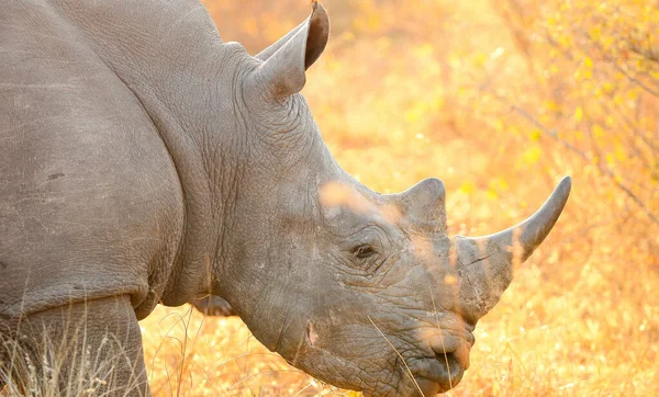 African White Rhino Large Horn Safari South Africa — Stock Photo, Image