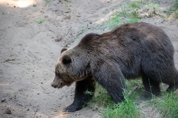 Urso Enorme Parque Vida Selvagem Alemanha — Fotografia de Stock