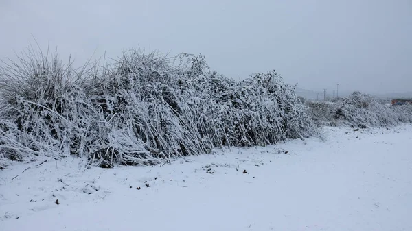 Uma Vista Arbustos Cobertos Neve Durante Inverno — Fotografia de Stock