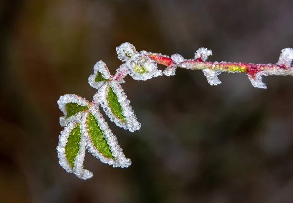 用一些五彩斑斓的树叶拍摄的冰冻树枝的特写照片 — 图库照片