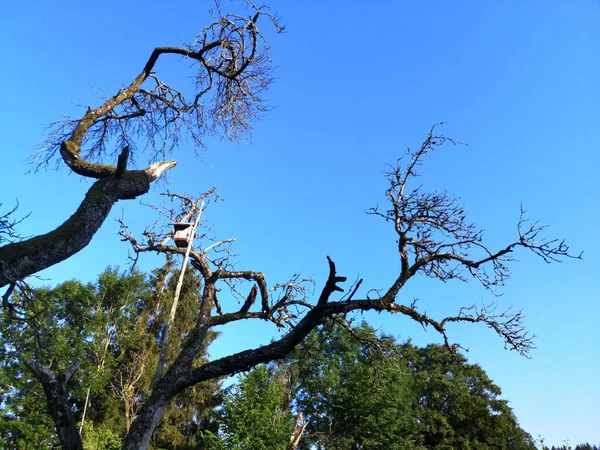 Low Angle Shot Dry Tree Branches — Stock Photo, Image