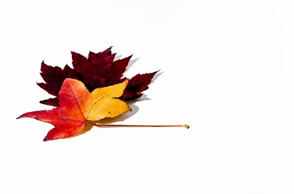 Primer Plano Las Hermosas Hojas Rojas Otoño Superficie Blanca — Foto de Stock