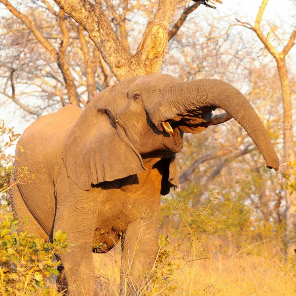Ένα Κοντινό Πλάνο Ενός Χαριτωμένου Ελέφαντα Που Φωνάζει Στο Σαφάρι — Φωτογραφία Αρχείου