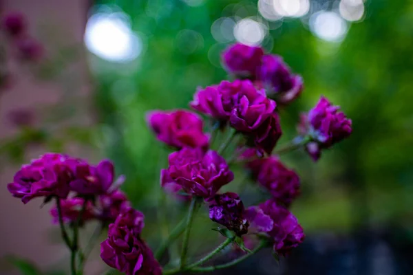 Selective Shot Beautiful Violet Pelargonium Flowers Blurred Background — Stock Photo, Image