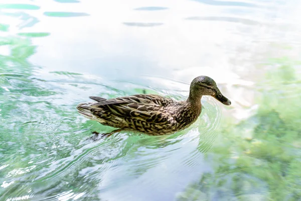 克罗地亚普里特维茨湖一只鸭的特写镜头 — 图库照片