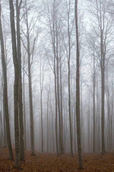 Tiro Vertical Das Árvores Altas Uma Floresta Assustadora Misteriosa Coberta — Fotografia de Stock
