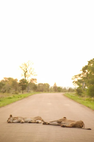 남아프리카 공화국의 길가에 아프리카 사자의 아름다운 — 스톡 사진