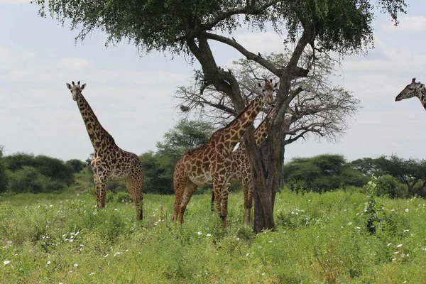 Beautiful Shot Giraffes Meadow Tarangire National Park Tanzania — Stock Photo, Image
