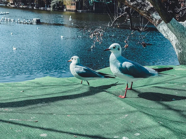 Flock Måsar Vid Sjön Park — Stockfoto