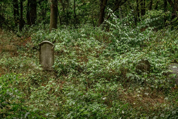 一座被苔藓和植物覆盖着树木和地面的古老犹太人公墓的水平照片 — 图库照片